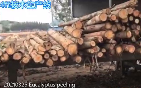 2021 Eucalyptus veneer mengupas untuk membuat pembuatan kayu lapis